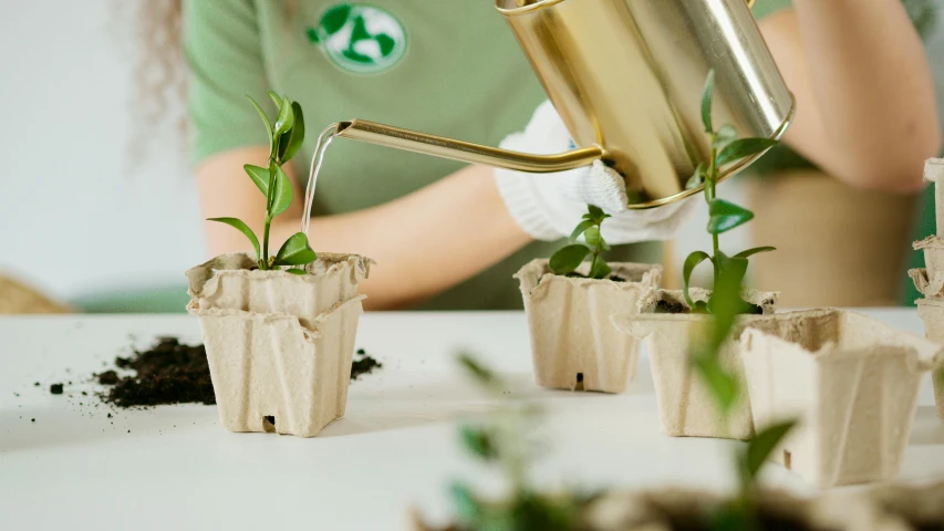 a woman in a green shirt is watering a plant, by Eden Box, trending on pexels, 4 cannabis pots, cardboard, organic structure, low detail