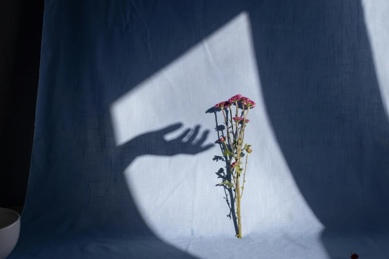 a person holding a flower in front of a white backdrop, art photography, shadows, light red and deep blue mood, cast shadows, flowers and stems