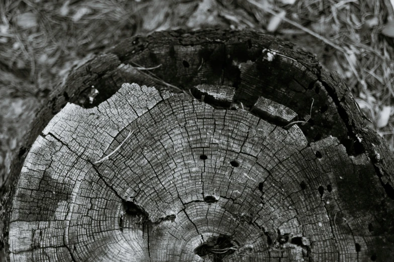 a black and white photo of a tree stump, a black and white photo, unsplash, flattened, vintage photo, fungal, ent
