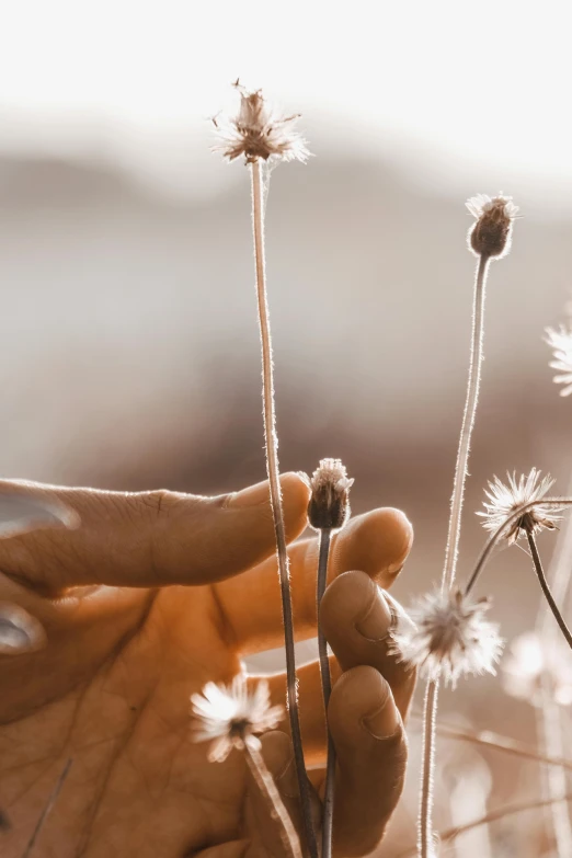 a person holding a flower in a field, muted browns, dandelion seeds float, hands reaching for her, sunlit