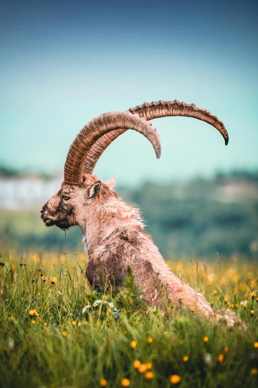 a goat that is sitting in the grass, by Peter Churcher, pexels contest winner, romanticism, arched back, devils horns, nat geo, view from the side