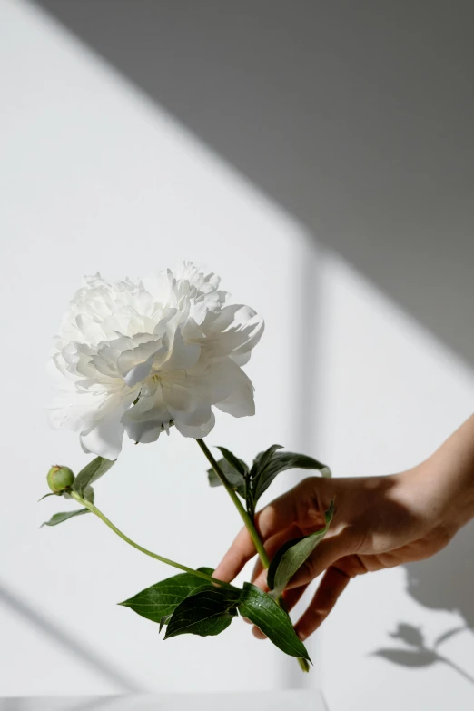 a person holding a white flower in a vase, trending on unsplash, soft shadow, peony, full sun, large)}]