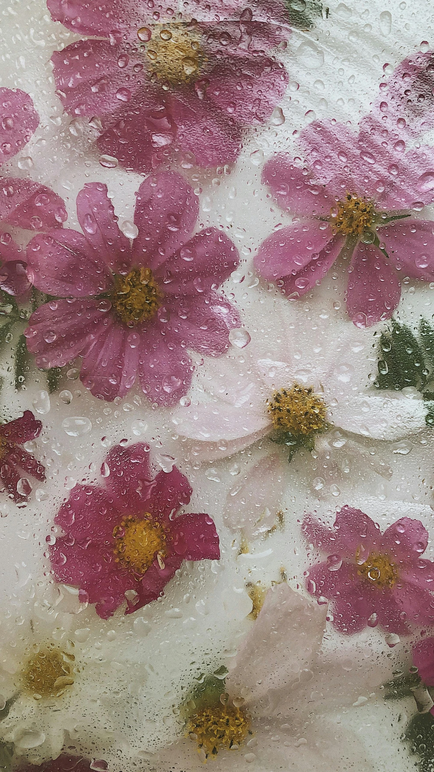 a close up of a plate with flowers on it, an album cover, unsplash, wet surface, low quality photo, miniature cosmos, loosely cropped