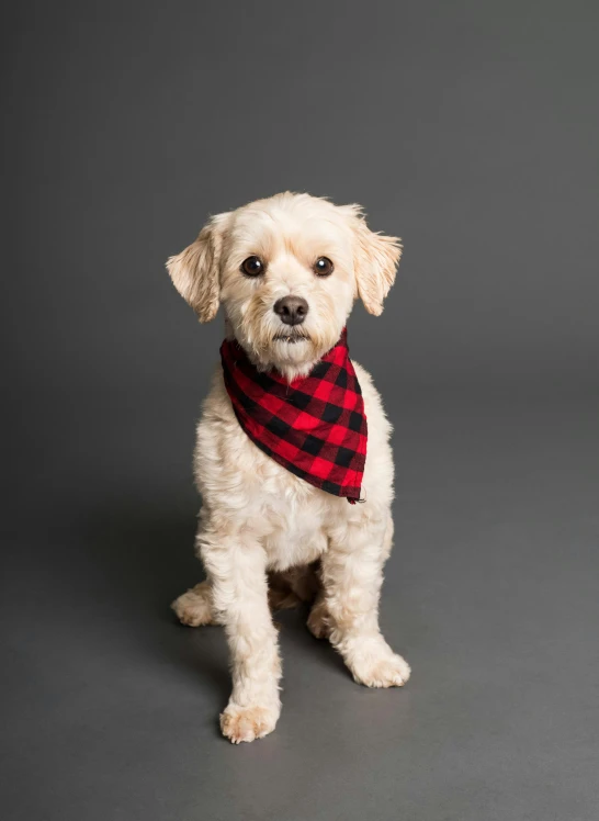 a small white dog wearing a red and black plaid bandana, a portrait, unsplash, on a gray background, square, ready to model, slide show