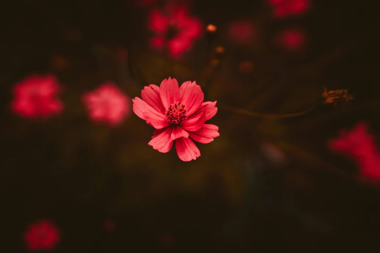 a pink flower sitting on top of a lush green field, by Niko Henrichon, unsplash, art photography, small red lights, on a dark background, miniature cosmos, red and brown color scheme