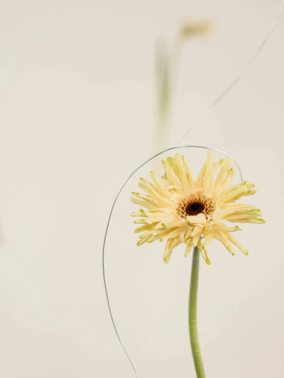 a close up of a flower in a vase, an album cover, by Alison Geissler, postminimalism, armature wire, dandelion, ilustration, detail shot