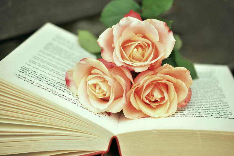 three roses sitting on top of an open book, in shades of peach, lush surroundings, flirting, displayed