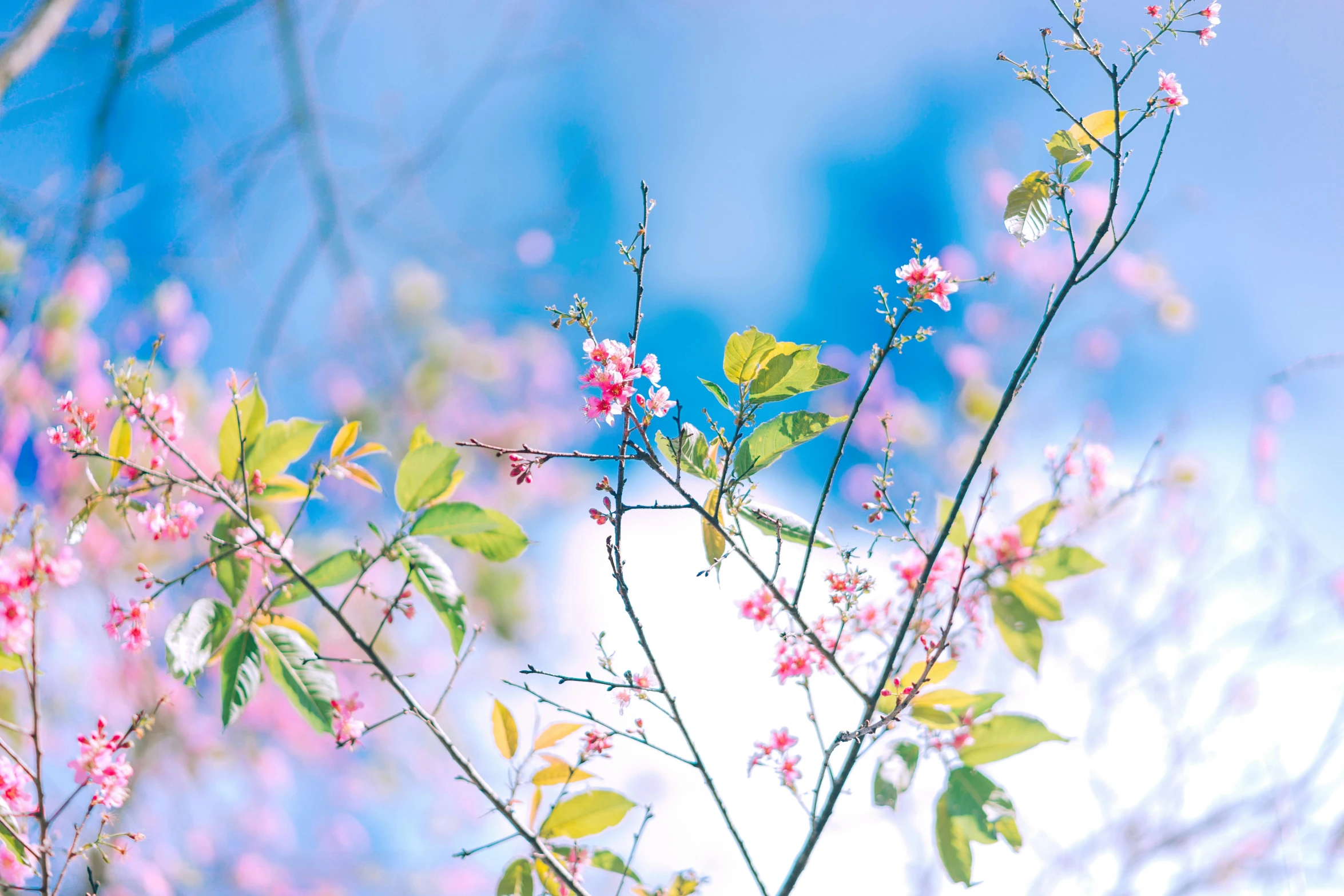 a bird sitting on top of a tree branch, by Rachel Reckitt, unsplash, aestheticism, pastel flower petals flying, blue and pink, low angle 8k hd nature photo, seasons!! : 🌸 ☀ 🍂 ❄