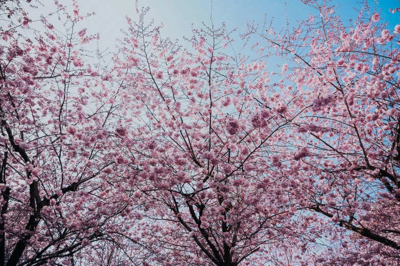 a group of trees with pink flowers in front of a blue sky, by Niko Henrichon, trending on unsplash, sakura bloomimg, rinko kawauchi, instagram picture, washington dc