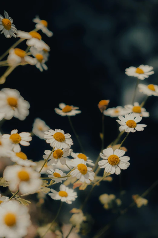 a bunch of white flowers with yellow centers, inspired by Elsa Bleda, trending on unsplash, dark background ”, chamomile, low quality photo, made of wildflowers