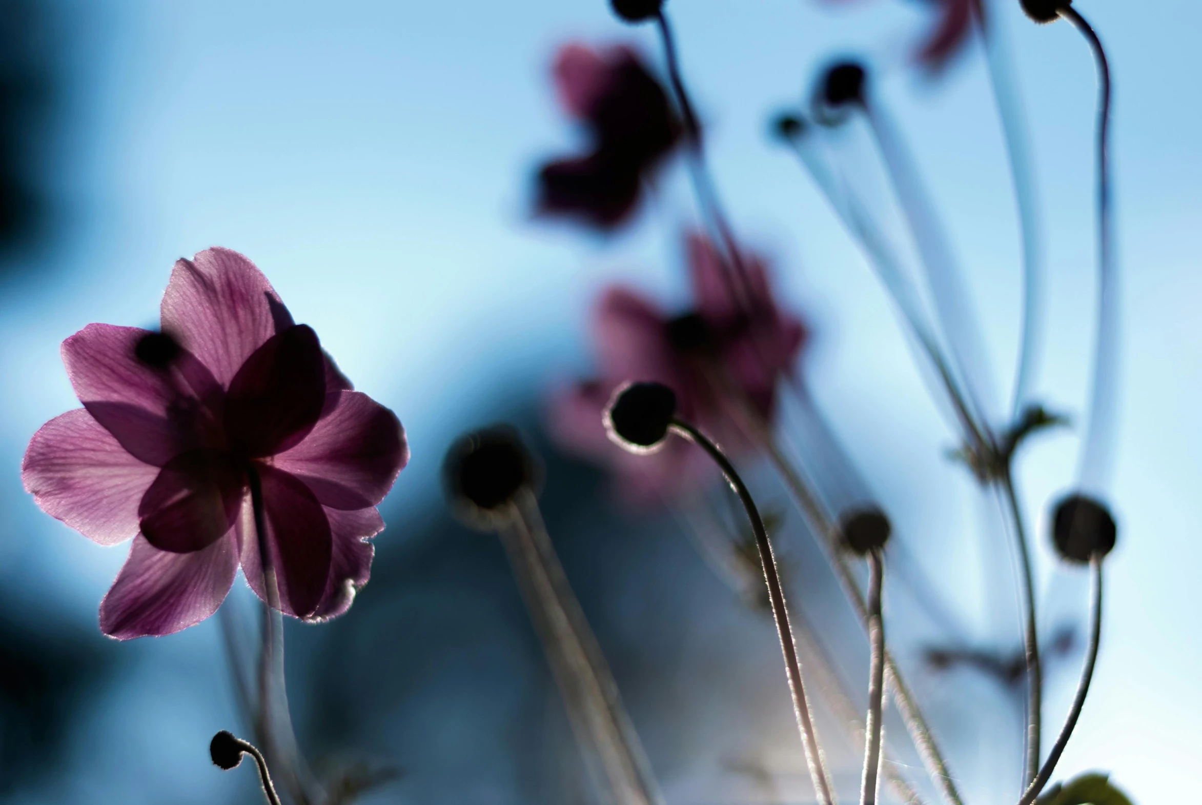 a close up of purple flowers against a blue sky, a picture, by Eglon van der Neer, art photography, miniature cosmos, contre jour, desktop wallpaper, light red and deep blue mood