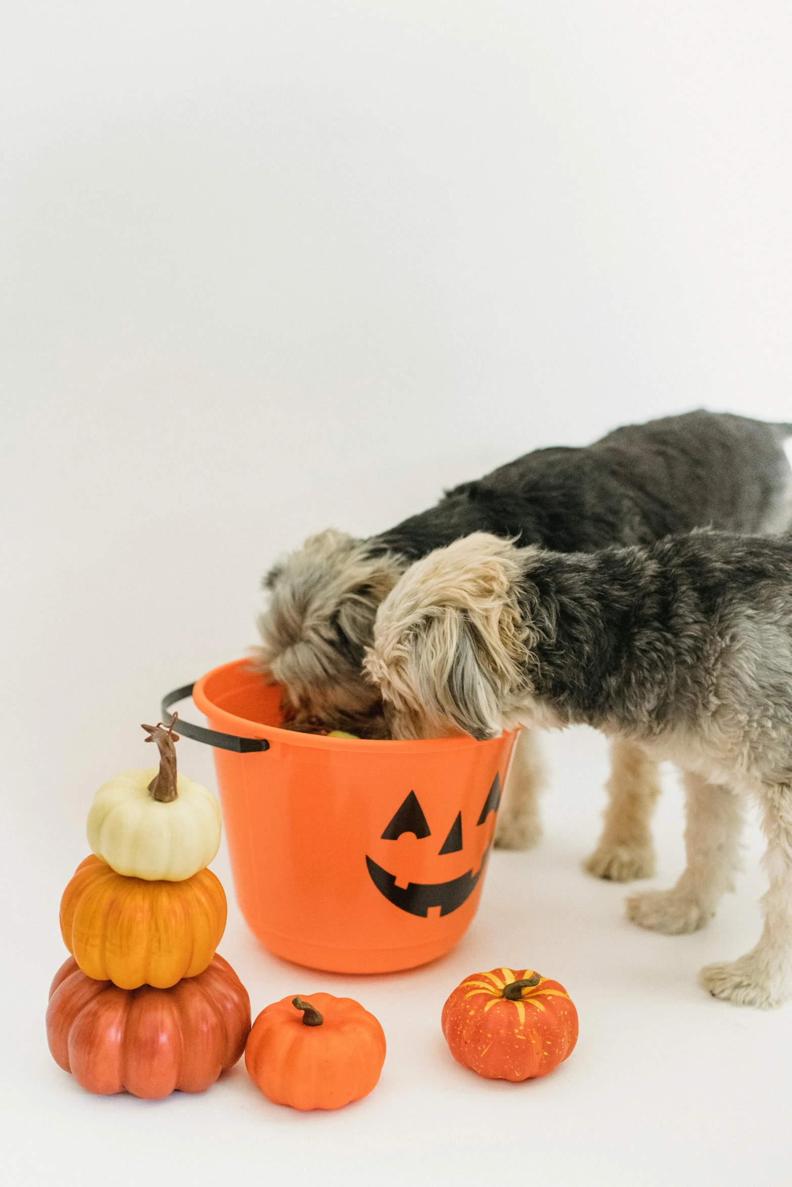 a dog that is eating out of a bowl, jack-o-lanterns, press shot, square, with a white background