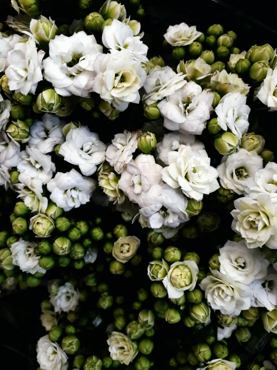 a bunch of white flowers sitting on top of a table, profile image, lush gnarly plants, multiple stories, close-up from above