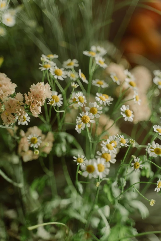 a close up of a bunch of flowers, sparse plants, chamomile, ethereal and dreamy, subtle detailing