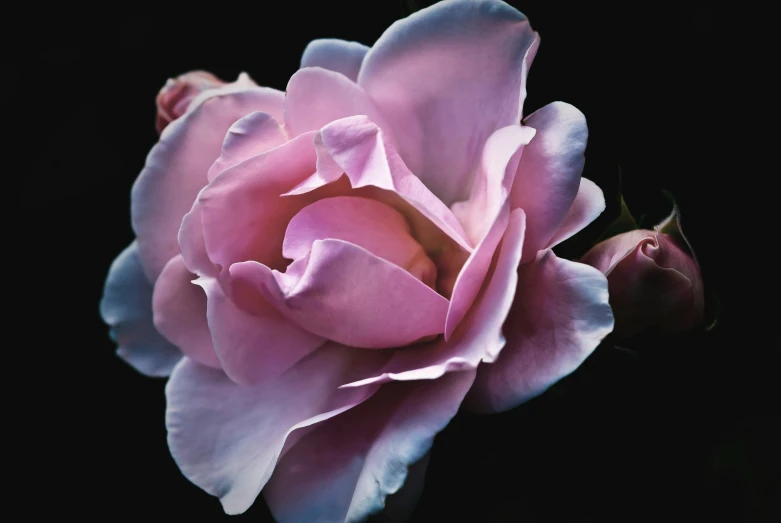 a close up of a pink rose on a black background, an album cover, pexels contest winner, hyperrealism, lavender blush, manuka, pink and blue colour, 1960s color photograph