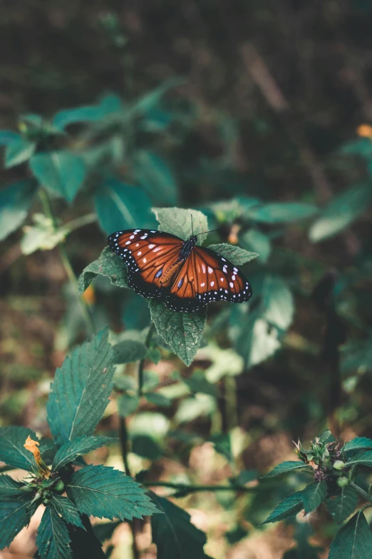 a butterfly that is sitting on some leaves, inspired by Elsa Bleda, unsplash contest winner, renaissance, beautiful singularities, 2 0 1 0 s, multiple stories, a tall