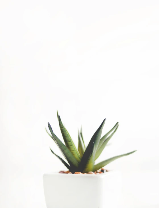 a close up of a potted plant on a table, by Carey Morris, trending on unsplash, minimalism, white background”, thin spikes, square, unsplash 4k