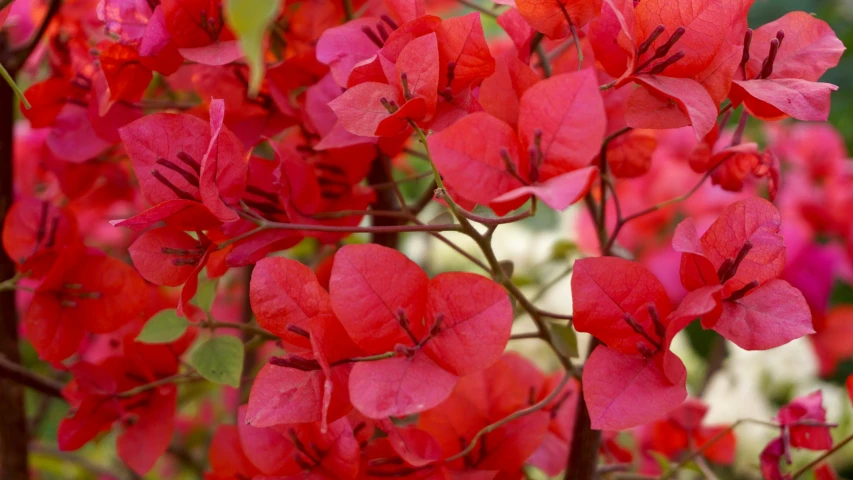 a close up of a bunch of red flowers, pexels contest winner, bougainvillea, botanic foliage, warm coloured, highly polished