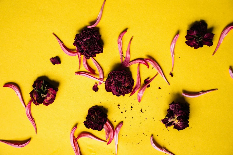 a bunch of purple flowers on a yellow surface, by Julia Pishtar, trending on pexels, process art, flying debris, food styling, burnt, fuchsia