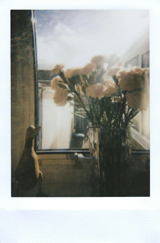 a vase of flowers sitting in front of a window, a polaroid photo, inspired by Elsa Bleda, soft light - n 9