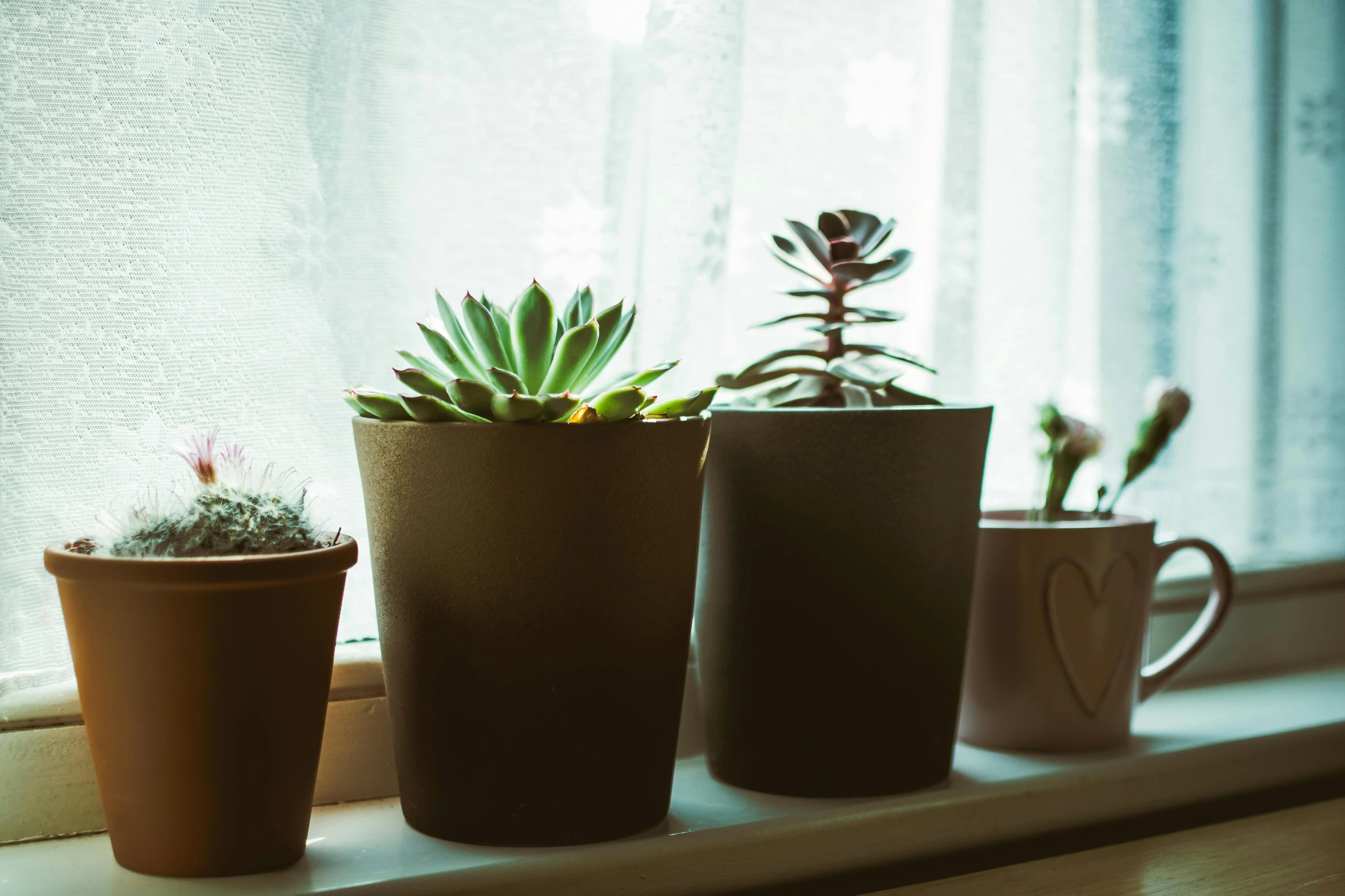 three potted plants sit on a window sill, inspired by Elsa Bleda, trending on pexels, plasticien, patchy cactus, front lit, jar on a shelf, soft backlight