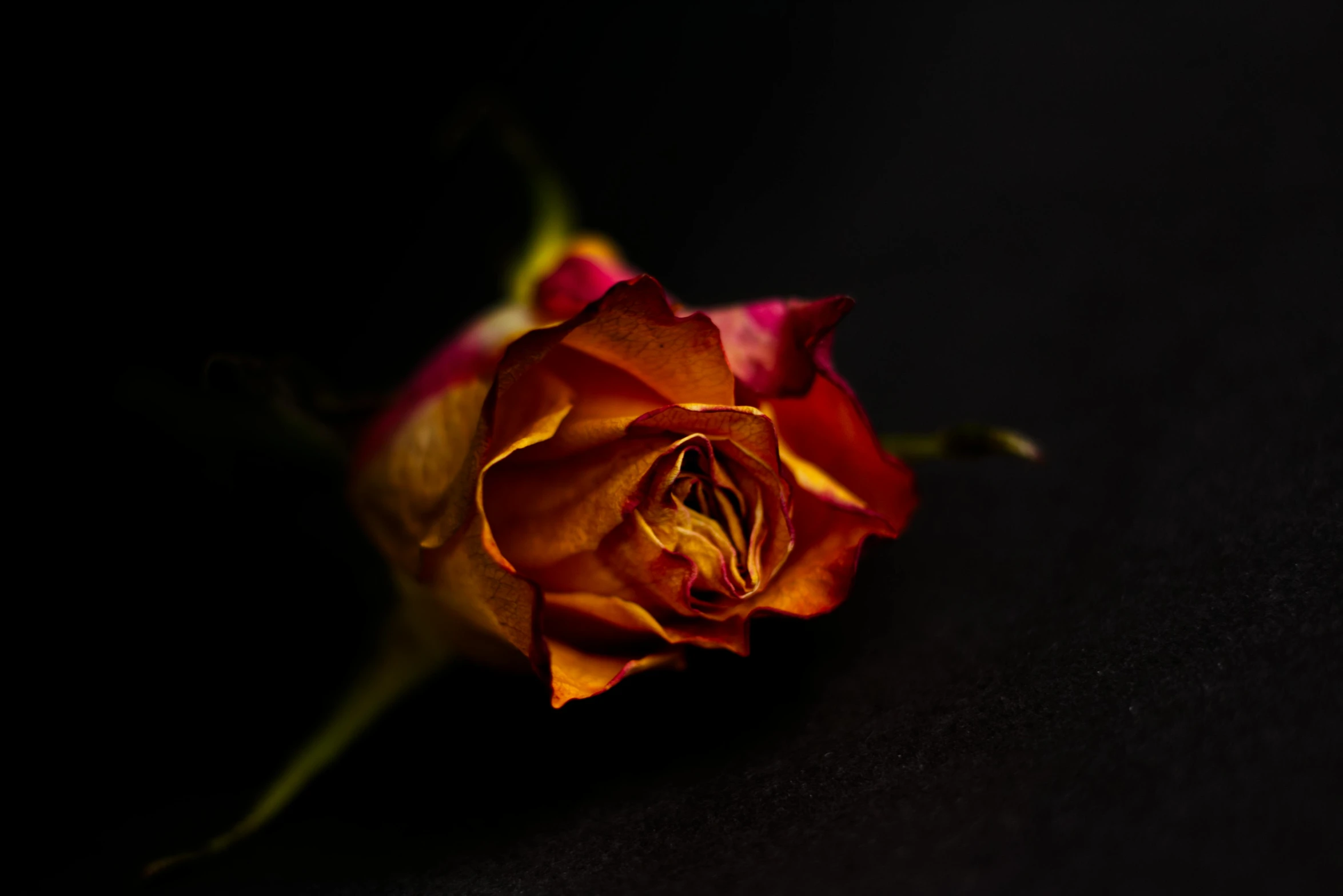 a single red rose on a black surface, an album cover, inspired by Elsa Bleda, unsplash, art photography, pink and orange colors, dead old, brown flowers, shot on sony alpha dslr-a300