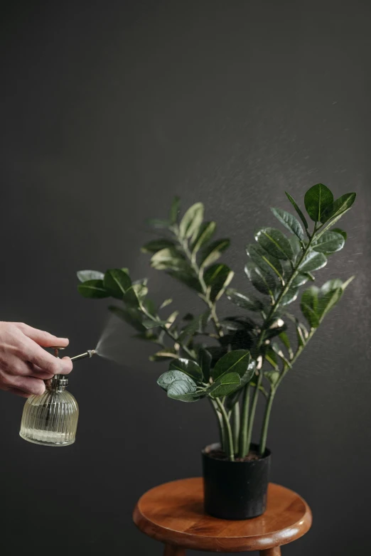 a person spraying a plant with a spray bottle, inspired by Isidore Bonheur, fig leaves, handcrafted, on a dark background, light grey mist