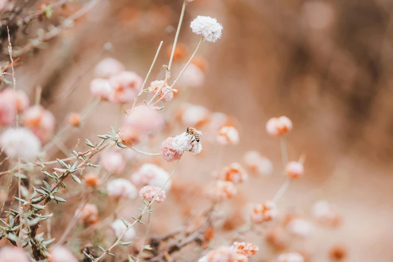 a close up of a bunch of flowers in a field, a macro photograph, by Anna Boch, trending on pexels, romanticism, cotton candy bushes, brown and pink color scheme, tiny insects, manuka