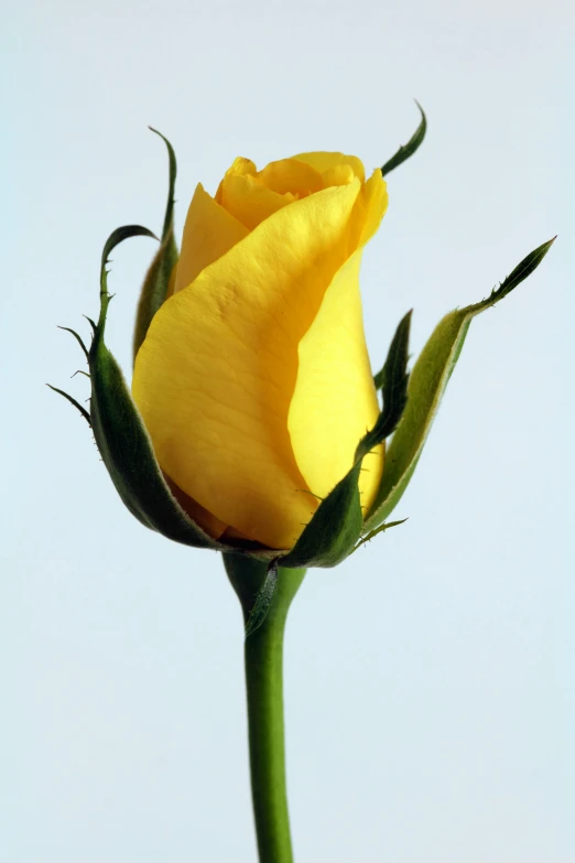 a single yellow rose on a stem against a white background, an album cover, istockphoto, mint, may)