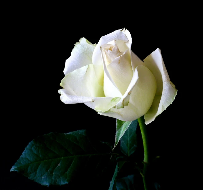 a single white rose on a black background, a photo, pixabay, with a white complexion, on display ”, on display”