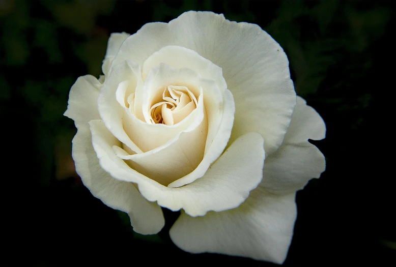 a close up of a white rose on a black background, pexels contest winner, pale ivory skin, 'groovy', made of glazed, single