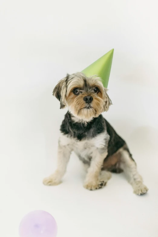 a small dog wearing a green party hat, a picture, pexels, plain background, dressed in a worn