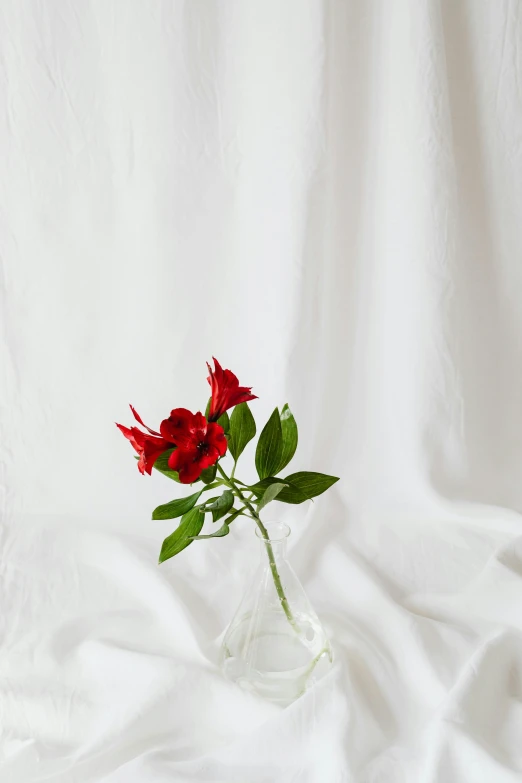 a vase filled with red flowers sitting on top of a white sheet, a still life, unsplash, romanticism, natural point rose', single, single light, small crown