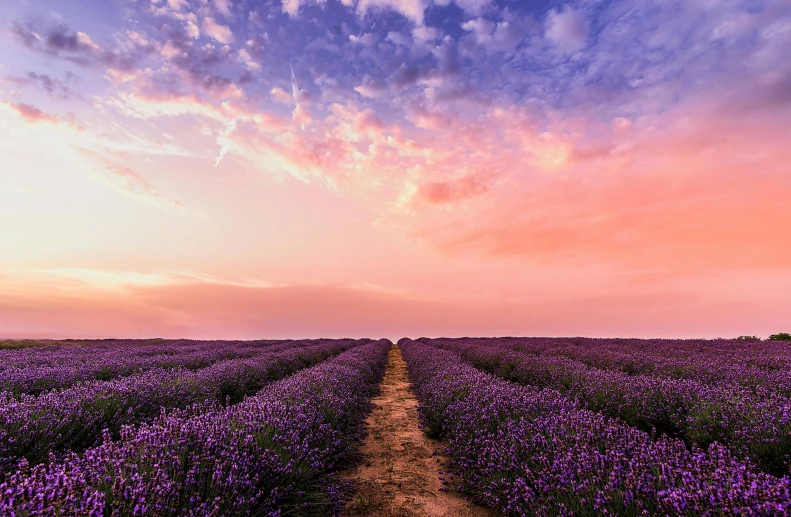 a field full of purple flowers under a cloudy sky, by Carey Morris, pexels contest winner, pastel orange sunset, instagram post, lavender, leading lines