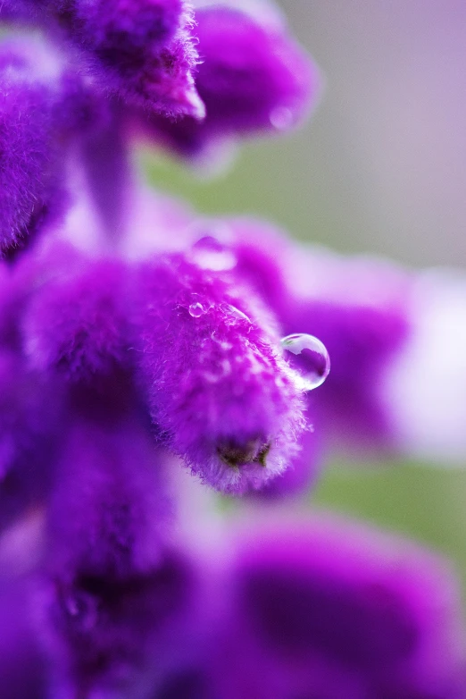 a close up of a purple flower with water droplets, a macro photograph, by Jan Rustem, romanticism, purple fur, salvia, today\'s featured photograph 4k, smooth tiny details