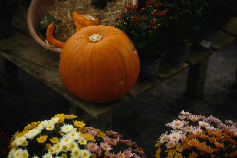 a pumpkin sitting on top of a wooden table, flowers around, lo fi, listing image, shot onfilm