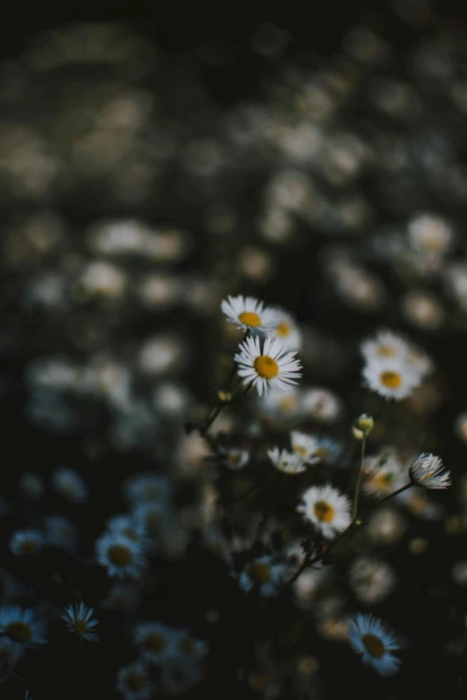 a bunch of white flowers sitting on top of a field, a picture, inspired by Elsa Bleda, trending on unsplash, dark feeling, chamomile, soft light - n 9, night mood