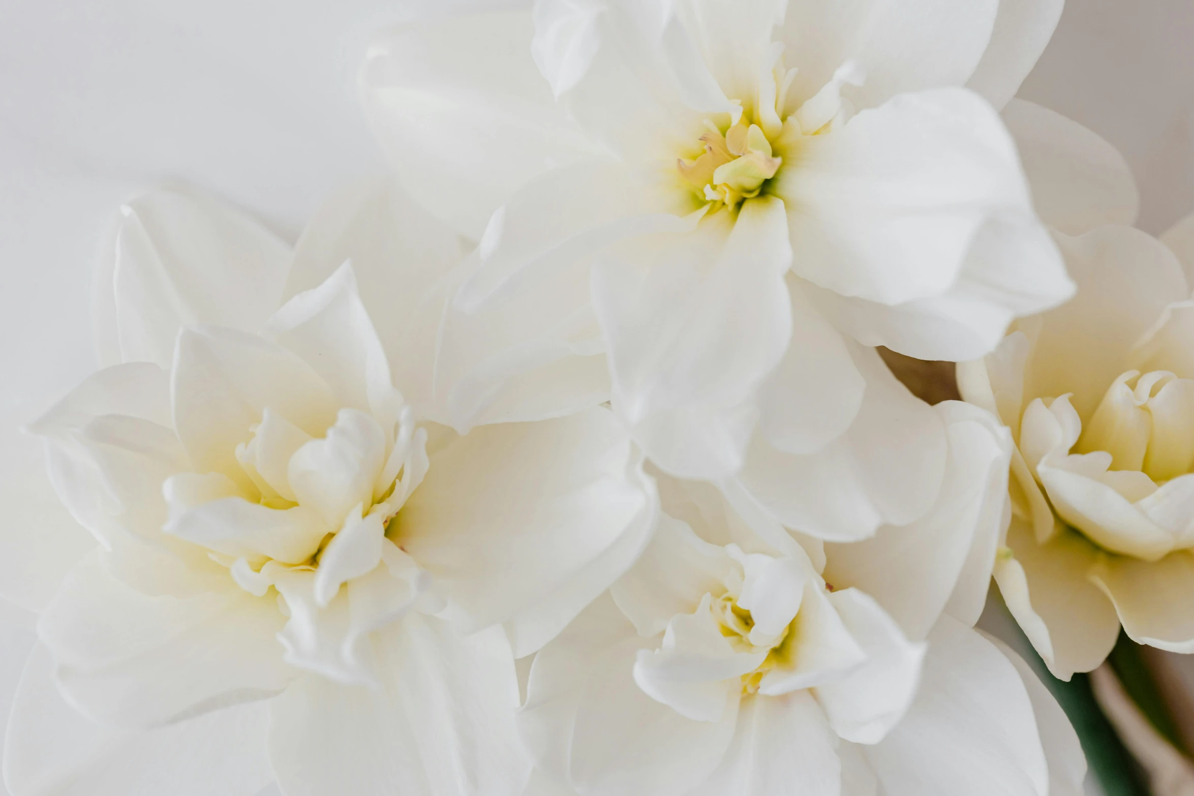 a bunch of white flowers sitting on top of a table, a macro photograph, by Carey Morris, trending on unsplash, cream white background, background image, opal petals, daffodils