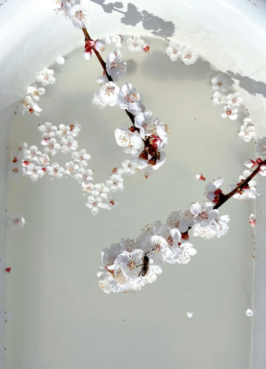 a close up of a flower in a bowl of water, interactive art, cherry blossom trees, with crystals on the walls, organic ceramic white, made of silk paper