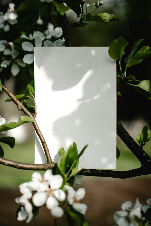 a piece of paper sitting on top of a tree branch, spring light, promo image, shadow play, exterior shot
