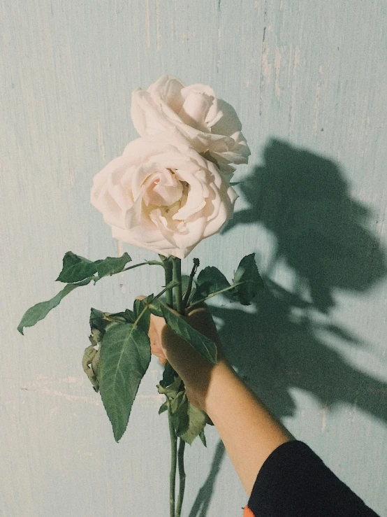 a person holding a white rose in their hand, an album cover, inspired by Elsa Bleda, trending on unsplash, ☁🌪🌙👩🏾, pale green glow, soft shadow, huge flowers