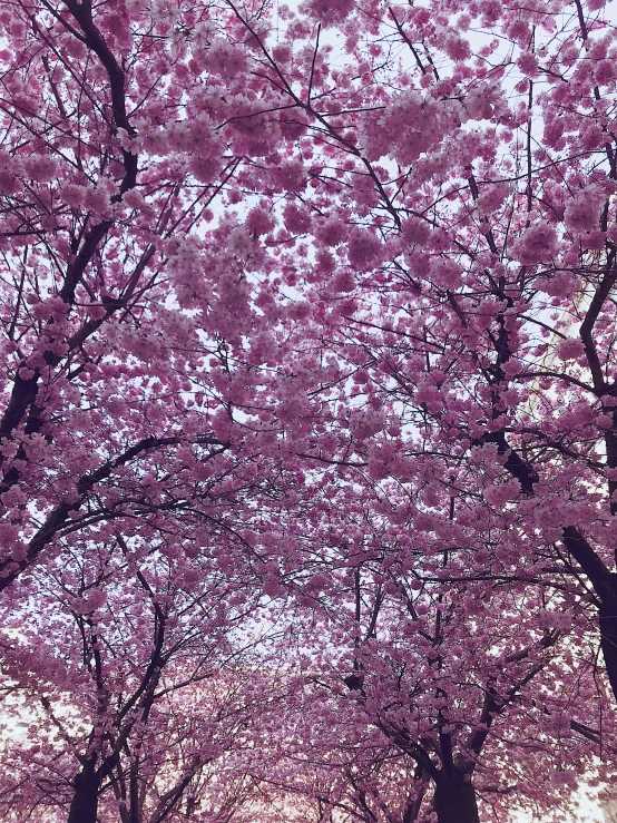 a park filled with lots of pink flowers, with branches! reaching the sky, washington dc, highly detailed # no filter, 2 5 6 x 2 5 6 pixels