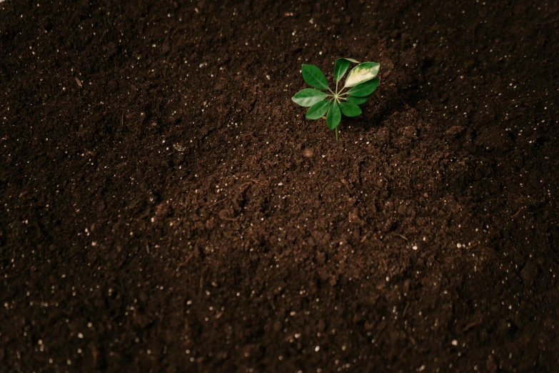 a small plant sprouting out of the ground, an album cover, unsplash, background image, high quality product image”, lunar soil, high - angle