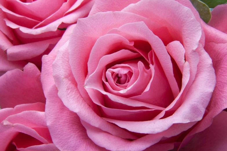 a close up of a bunch of pink roses, pexels contest winner, deeply hyperdetailed, 8k resolution”, ((pink)), amanda lilleston