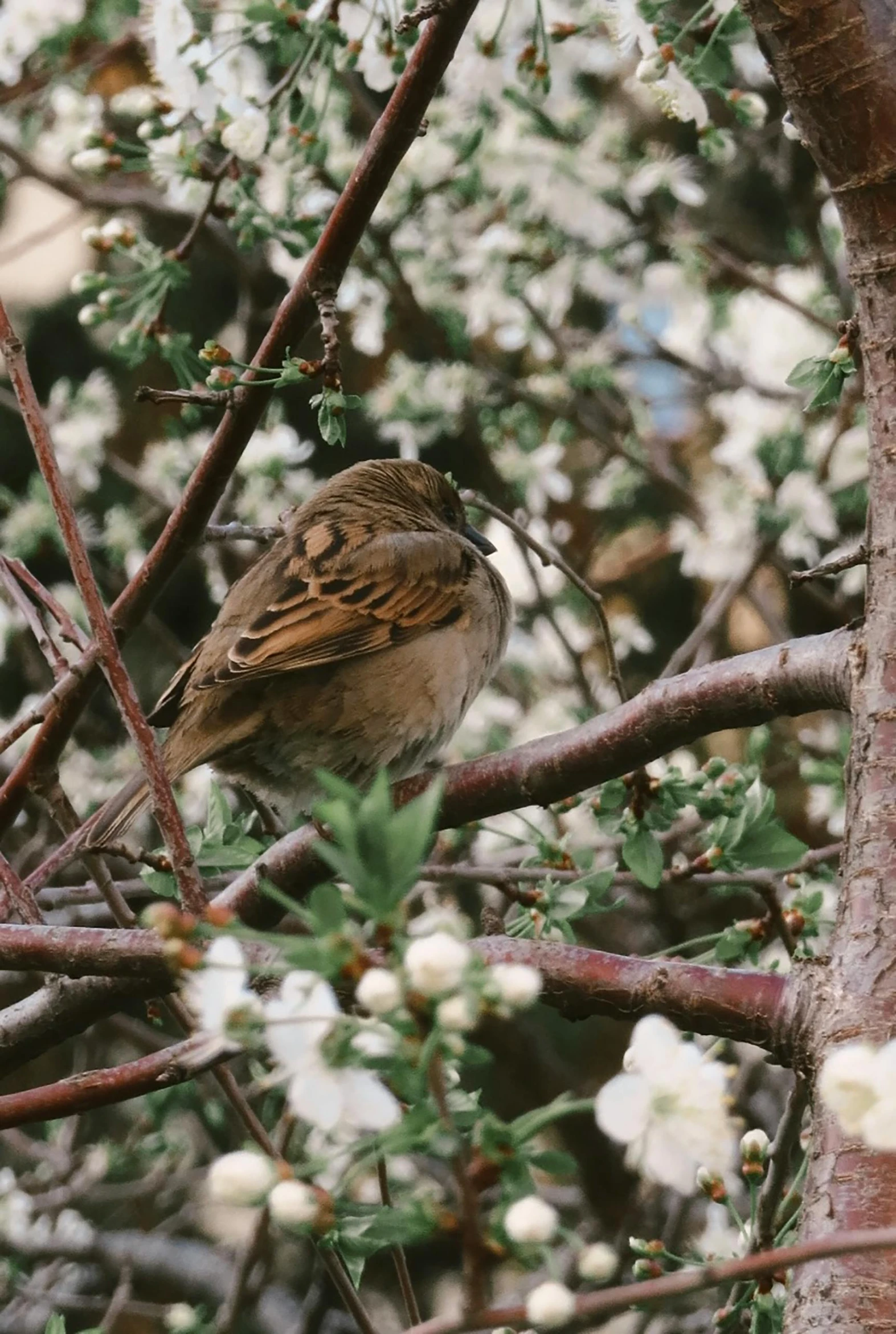 a small bird sitting on top of a tree branch, brown flowers, in australia, brown clothes, unsplash photo contest winner