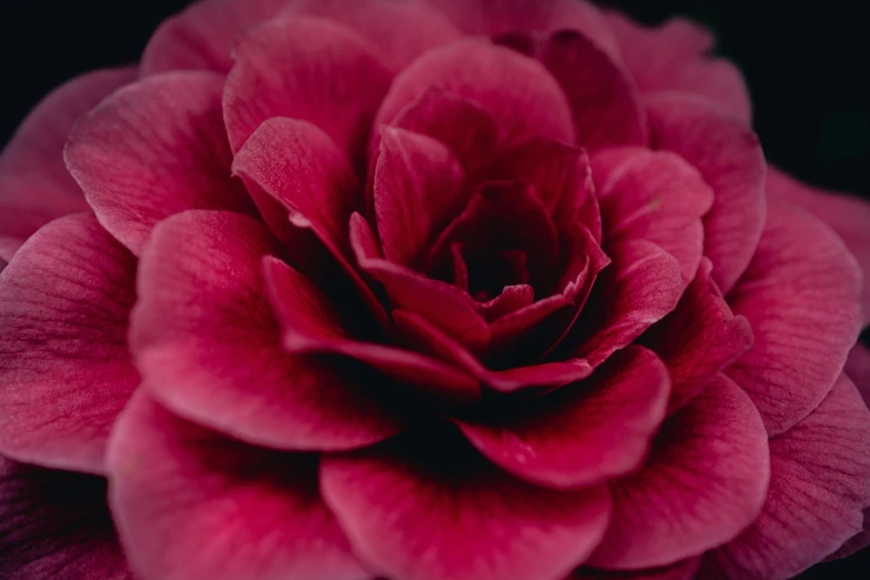 a close up of a pink flower on a black background, pexels contest winner, arabesque, maroon red, vintage color, vibrant red 8k, instagram post