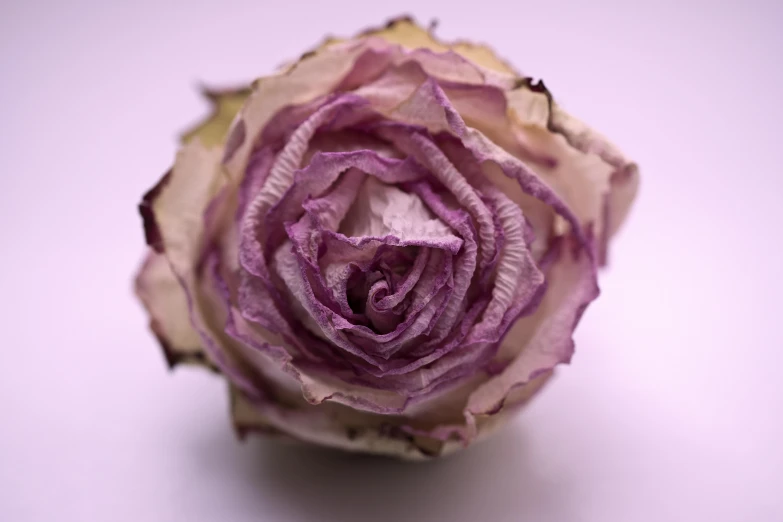 a purple rose sitting on top of a white table, intricate wrinkles, silver dechroic details, ready to eat, from the front