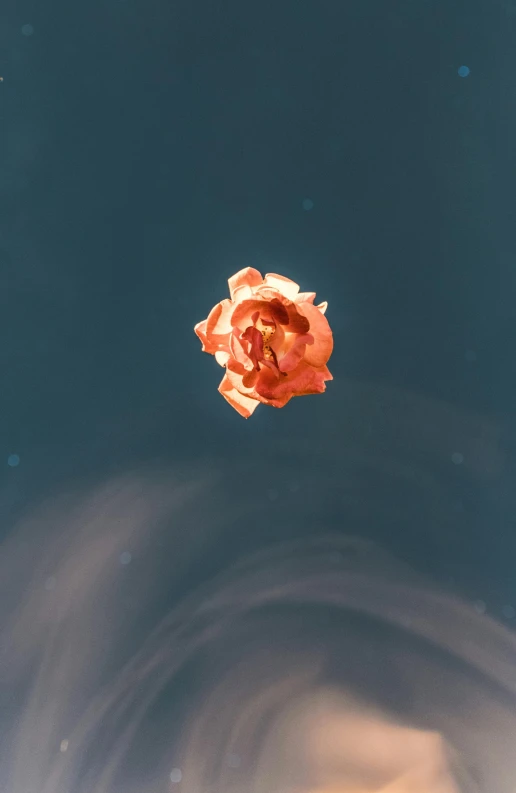 a rose floating in a pool of water, unsplash, conceptual art, ascending form the sky, on a space station, low quality photo, ignant