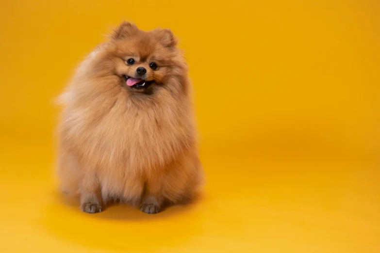 a small dog sitting on a yellow surface, fluffy mane, extremely plump, on a canva, taken with sony alpha 9