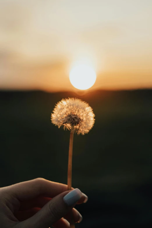 a person holding a dandelion in front of a sunset, unsplash, fluffy full of light, instagram post, simplistic, flower